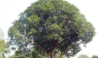 室外桂花种植方法和时间（室外桂花种植方法和时间图片）