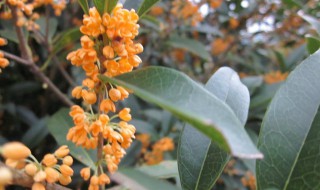 桂花种子传播的方法 桂花种子传播的方式