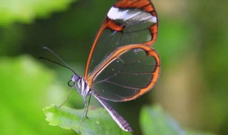 关于寒露的心情说说 寒露的说说心情短语