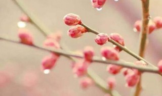 2021立春说说唯美大全（2021立春的说说）