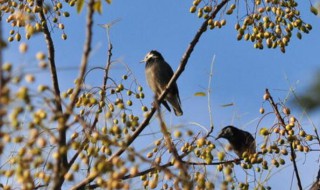 夫妻本是同林鸟下一句是怎么接