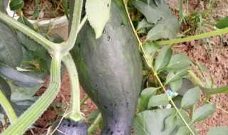 牛腿瓜怎么做好吃(牛腿瓜怎么做好吃窍门西服上衣口袋的手帕咋叠)