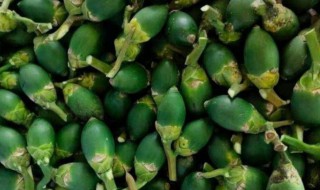 青果槟榔和普通槟榔的区别是什么 青果槟榔和烟果槟榔的区别