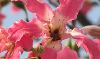 美丽异木棉和木棉的区别是什么 本地木棉与美丽异木棉有什么区别