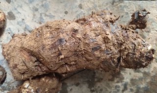 茯苓产地在哪里（茯苓产地在哪里?新疆）