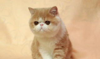 波斯猫和加菲猫的区别是什么（加菲猫和波斯猫是一个品种吗）