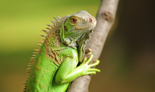 变色龙和蜥蜴的区别是什么（变色龙和蜥蜴的区别是什么动物）