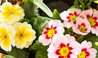 紫珍珠多肉和初恋多肉的区别是什么（跟紫珍珠很像的是什么多肉）