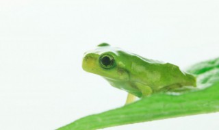 青蛙和癞蛤蟆的区别是什么 青蛙和癞蛤蟆的区别是什么放的图片