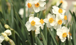 秋水仙和洋水仙的区别是什么 水仙与洋水仙的区别