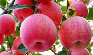 海棠果和苹果的区别是什么（海棠果和苹果怎么区分）