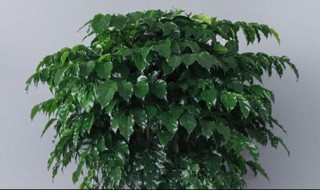 幸福树什么时候开花（幸福树什么时候开花,幸福树的花语是什么）