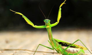 螳螂品种(最凶猛的螳螂品种)