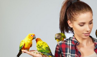 鹦鹉吃啥 玄凤鹦鹉吃啥