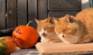 在什么洲有一种会吐丝的吐丝猫（吐丝猫百度百科）