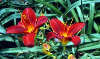 红百合花的功效与作用(红百合花的功效与作用是什么)