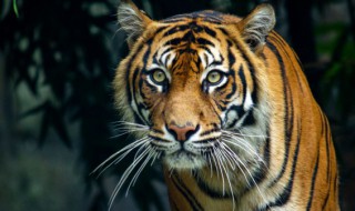 动物园里面有什么动物(动物园里面有什么动物100种)