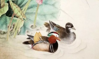 鸳鸯在古代最早的含义是什么(鸳鸯在古代最早的含义是什么呢)