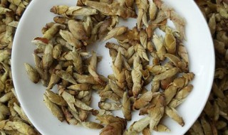 芽孢茶多久喝一次(芽孢茶多久喝一次比较好)