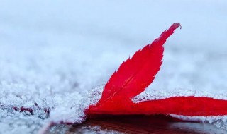 初雪诗句（初雪诗句唯美）