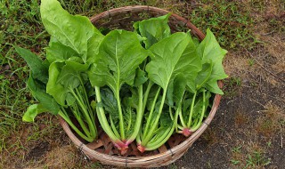 菠菜瘦肉粥的做法（菠菜瘦肉粥的做法图片）