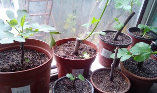 无花果怎么种植扦插 无花果怎么种植扦插图片