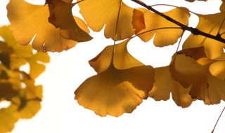 银杏叶像什么 银杏叶像什么的比喻句二年级