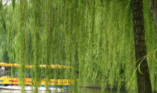 柳树怎么传播种子 柳树怎么传播种子的方法