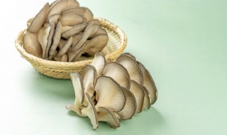 蘑菇菌种自己怎么培养（蘑菇菌种自己怎么培养第二天会怎么样）