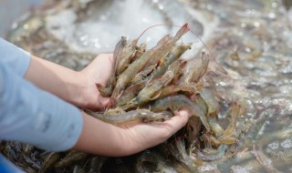 香辣豆豉虾怎么做好吃 香辣豆豉虾怎么做好吃窍门