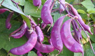紫色豆角怎么做好吃（紫色豆角怎么做好吃视频）