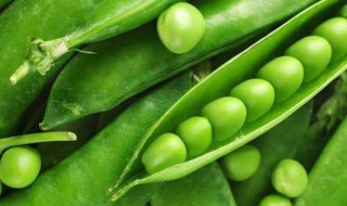 豌豆怎么传播种子 豌豆怎么传播种子的方法二年级