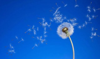 蒲公英是怎么传播种子（蒲公英是怎么传播种子的二年级）