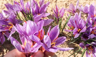 藏红花怎么种 藏红花怎么种植视频