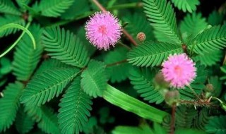 含羞草种子怎么种植 含羞草种子怎么种植方法