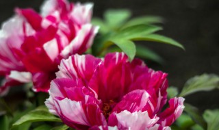 芹菜牡丹怎么种植 芹菜牡丹怎么种植视频