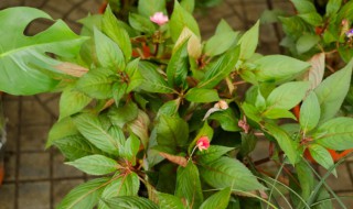 凤仙花怎么传播种子 凤仙花怎么传播种子的方法二年级