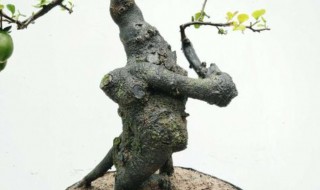 金弹子生桩怎么种 金弹子生桩怎么种成活率高