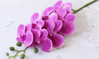 蝴蝶兰怎么种（树皮种植蝴蝶兰怎么种）