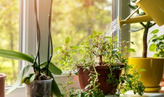 小学生在家怎么种绿豆 小学生在家怎么种绿豆过程