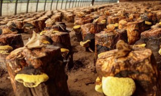 桑黄怎么种植(桑黄怎么种植在桑树上)