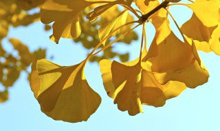 树叶书签怎么做漂亮又简单 树叶书签怎么做漂亮又简单四年级