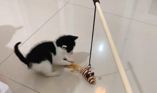 逗猫棒怎么做（逗猫棒怎么做只用纸就可以）