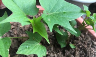 红薯发芽了怎么种盆栽 红薯自己发芽了怎么种盆栽