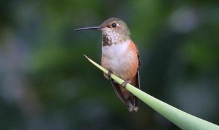 唯一可以向后飞行的鸟是什么鸟 唯一可以向后飞行的鸟是什么鸟图片