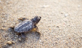 请问乌龟叫代表什么意思（乌龟是怎么叫）