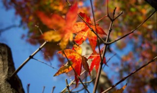 树叶的英文怎么说 树叶的英文怎么说单数