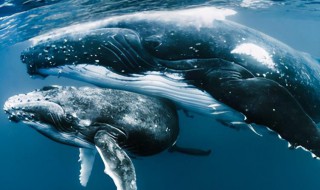 被誉为海中歌唱家的是什么鲸 海洋歌手是指什么鲸鱼