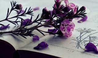 枨怎么读音（枨怎么读音读出来）