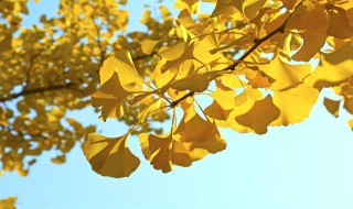 落叶像什么（落叶像什么像什么补充句子）